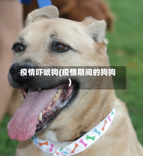 疫情吓唬狗(疫情期间的狗狗)-第2张图片