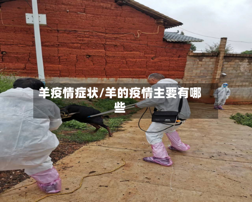 羊疫情症状/羊的疫情主要有哪些-第1张图片